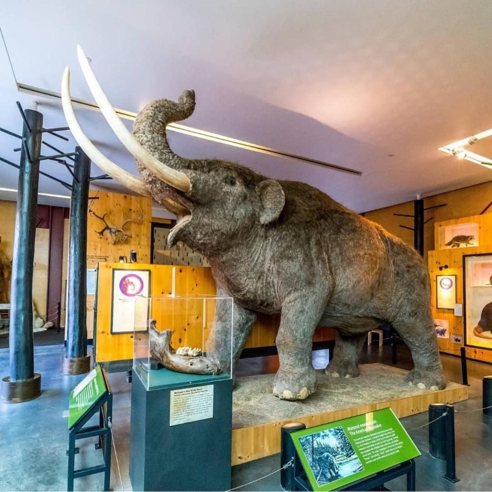 A large mammoth is on display in a museum.